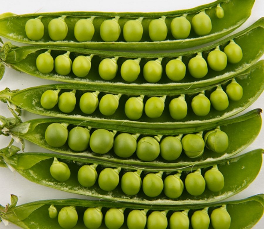 Hey, Sweet Pea!