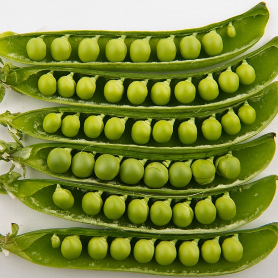 Hey, Sweet Pea!