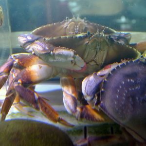 Eat Crab For Me!