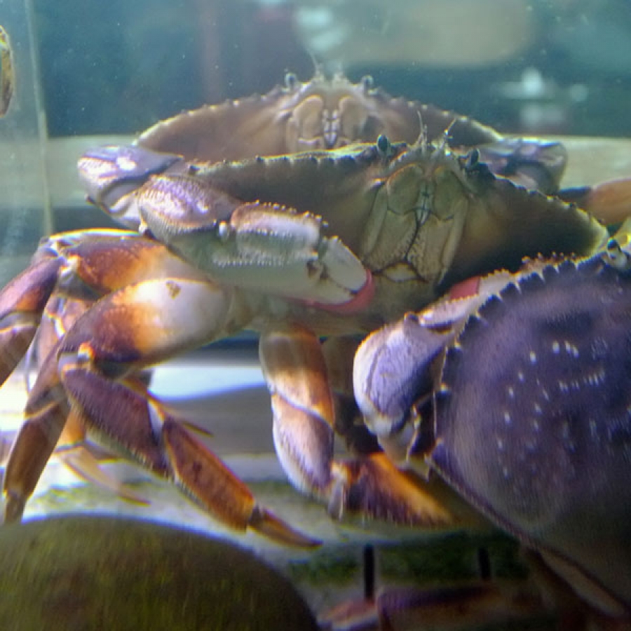 Eat Crab For Me!