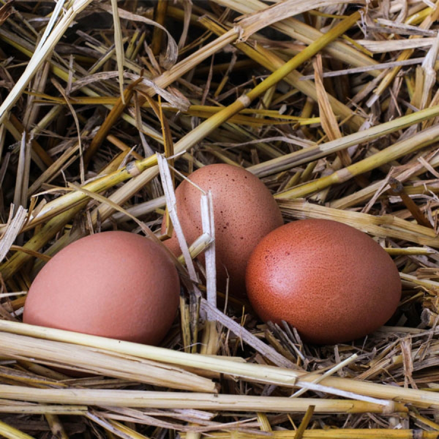 The Unscrambling of Eggs