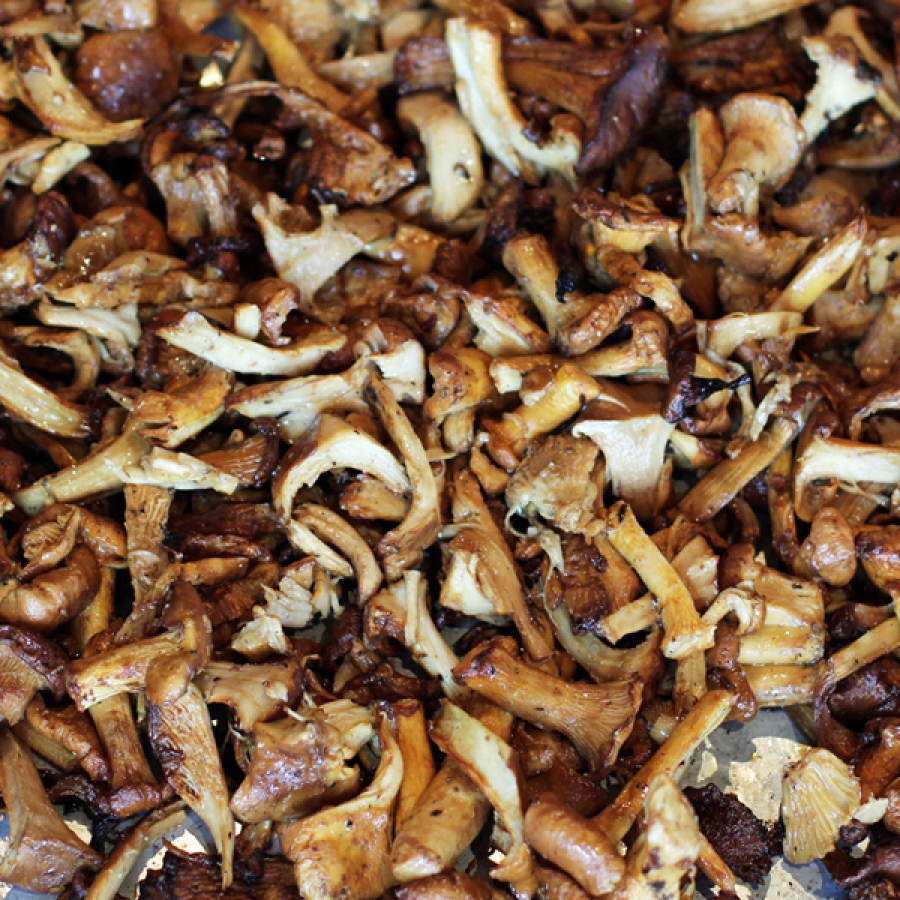 The Fungus, Among Us