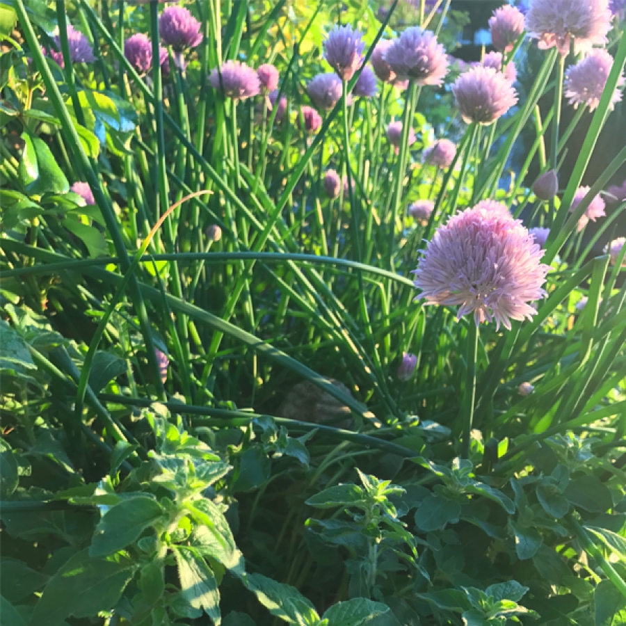 Herb Garden Cheerleaders