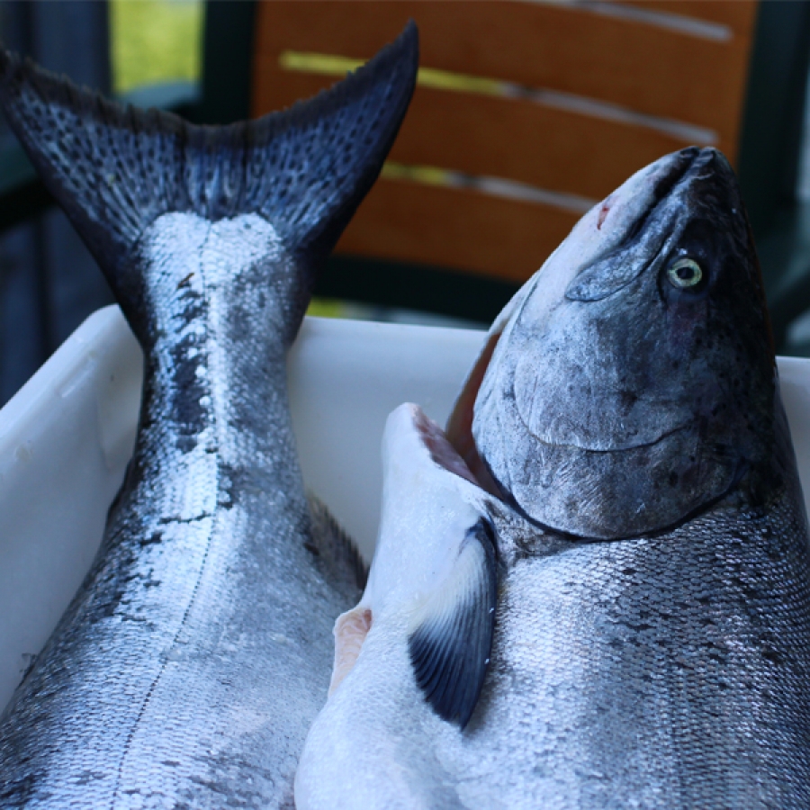 Preserving Salmon