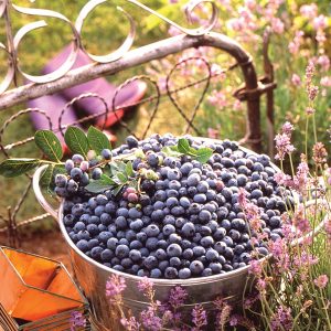 Blueberries on the Brain