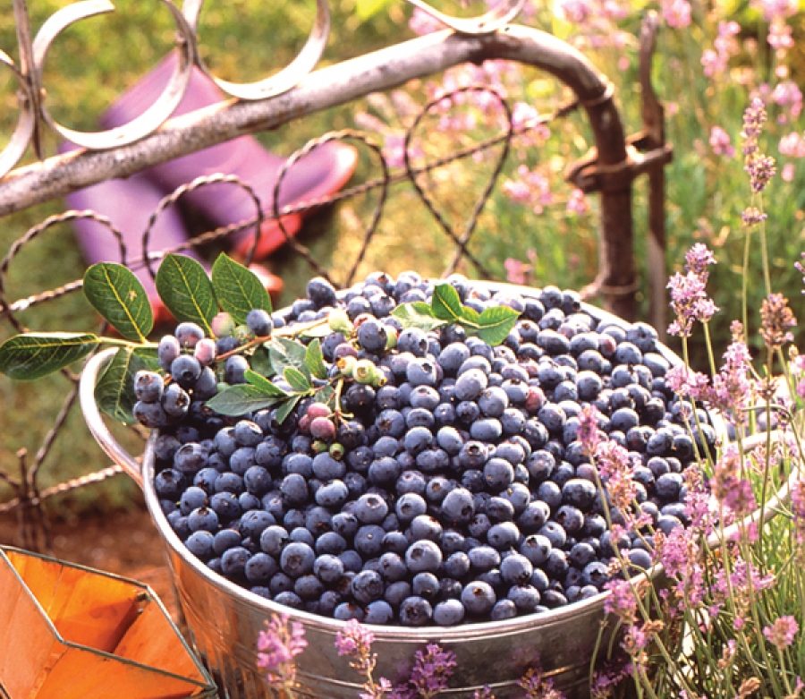 Blueberries on the Brain