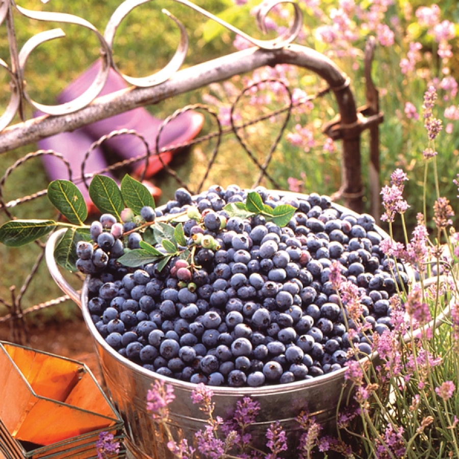 Blueberries on the Brain