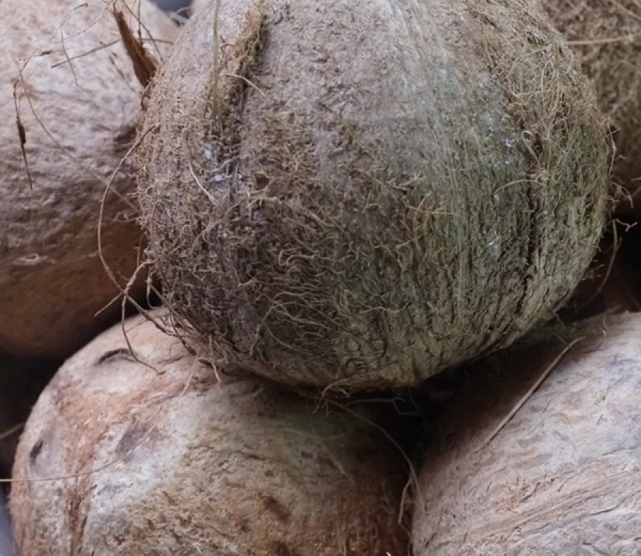 All I Need is a Coconut