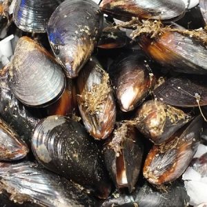 Mussel Muscles
