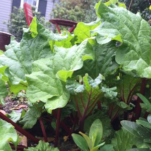 Pucker Up for Rhuby