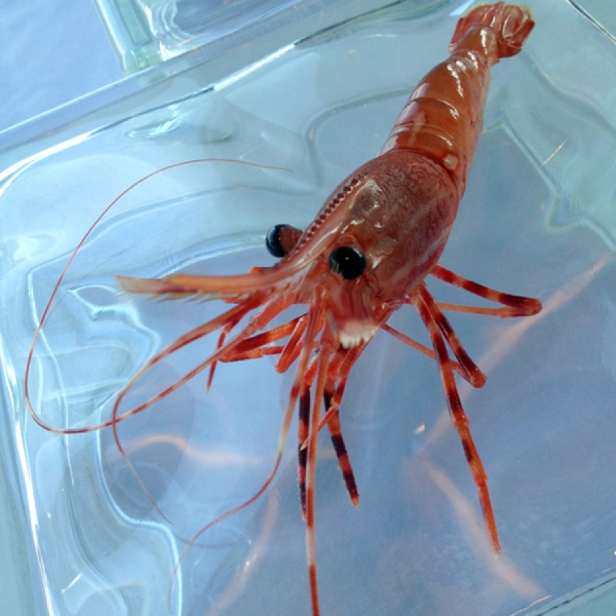 Spot-On Shrimp-Prawns