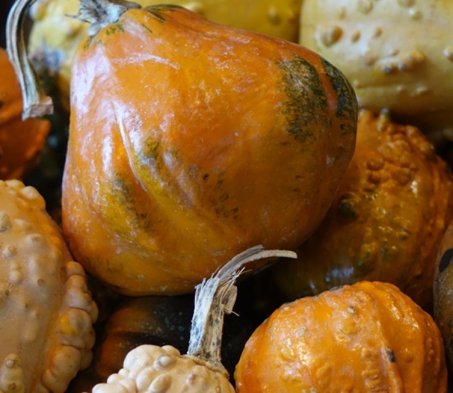 It's Squashtober!