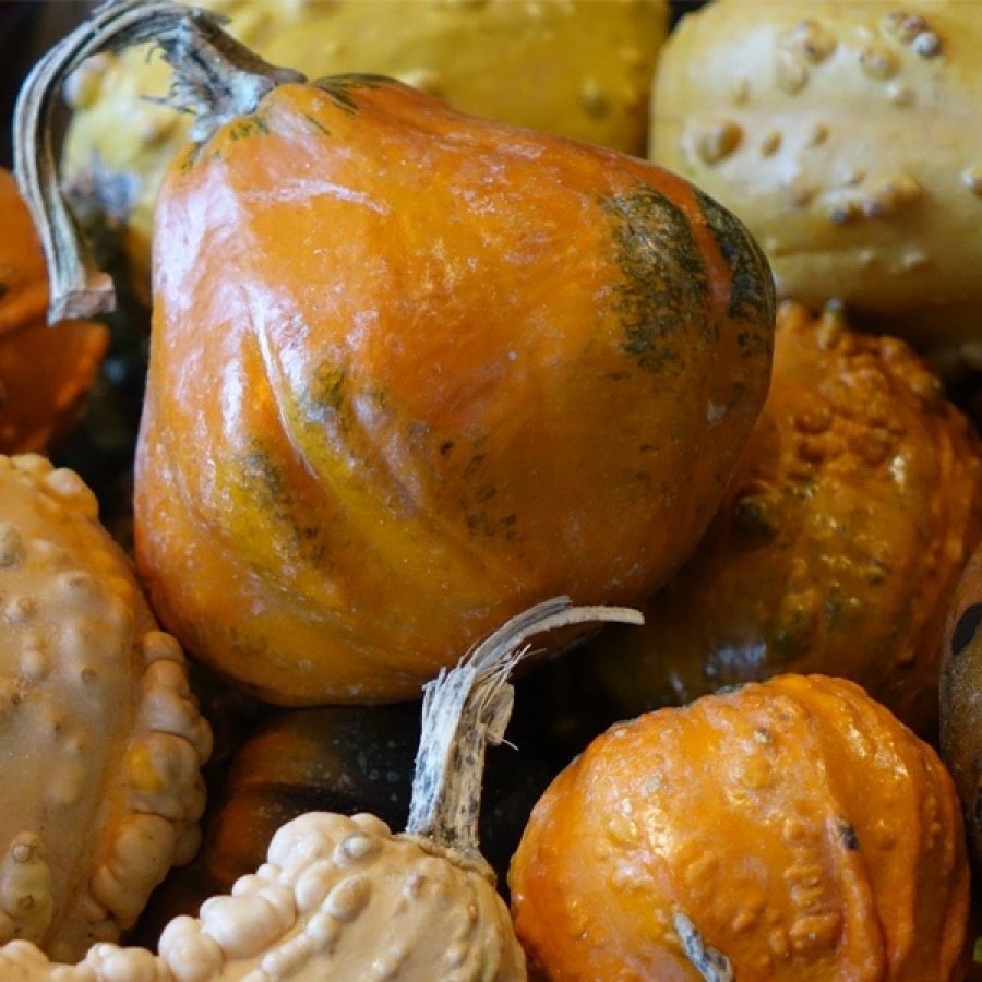 It’s Squashtober!