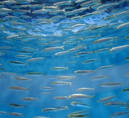 Sustaining Our Fish