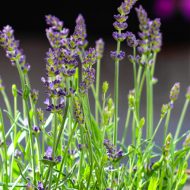 Fragrance and Flavor