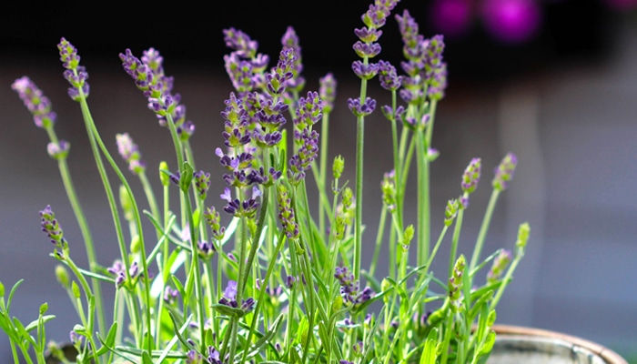 Fragrance and Flavor