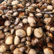Cold Weather Equals Excellent Shellfish