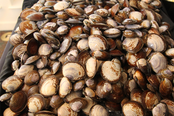 Cold Weather Equals Excellent Shellfish