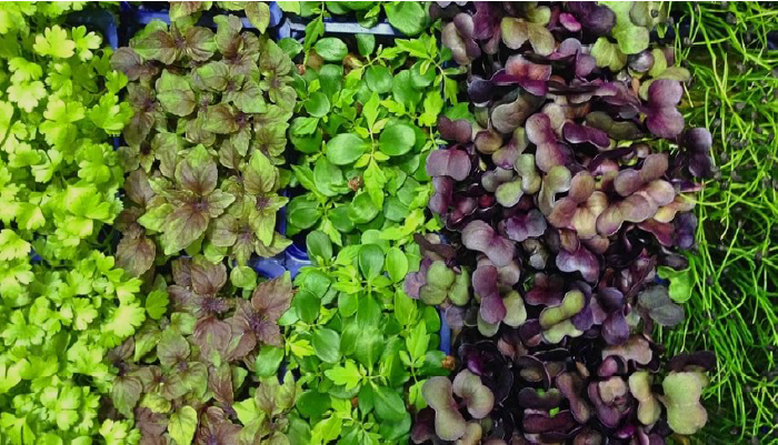 Mighty Microgreens