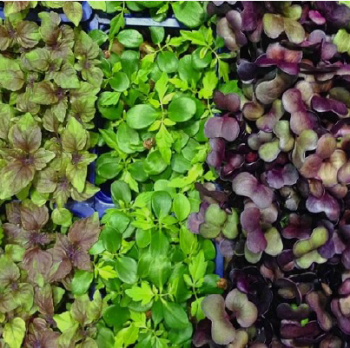 Mighty Microgreens